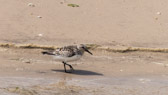 Sanderling